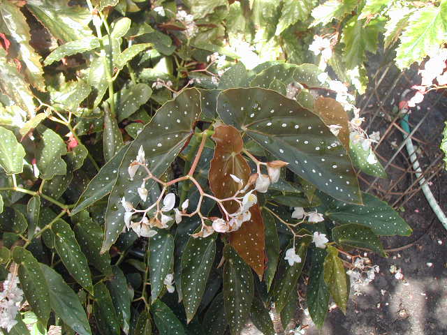 B. ‘John’s White’